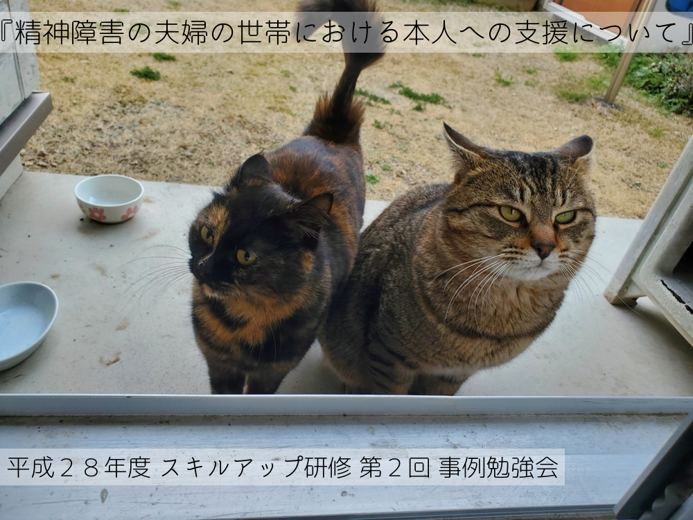 二匹並んだキジトラ猫の写真